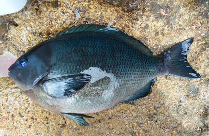 フカセ仕掛け・底物仕掛け・ショアジギング・エギング等