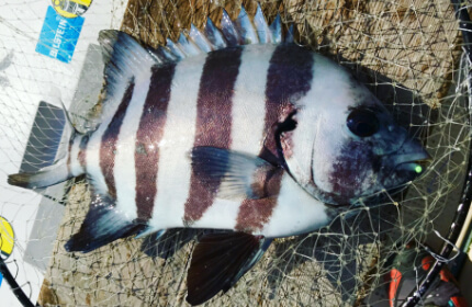 フカセ仕掛け・底物仕掛け・ショアジギング・エギング等