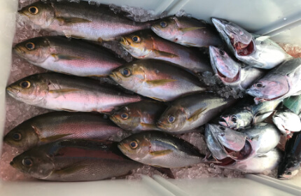 フカセ仕掛け・カゴ仕掛け