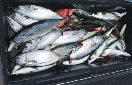 フカセ仕掛け・カゴ仕掛け