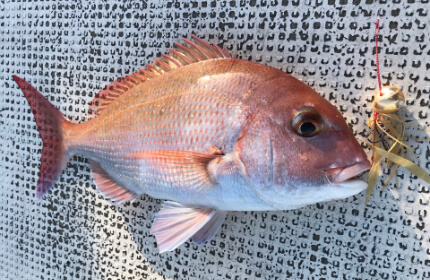 ジギング・タイラバ・ティップランエギング等／大島周辺